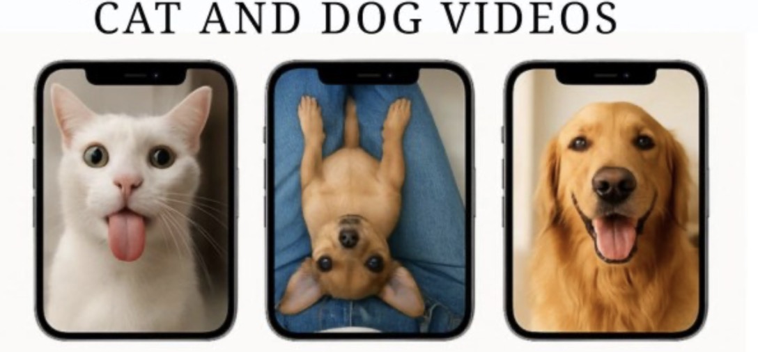 Cats & Dogs Viral Funny Videos Bundle x1200
